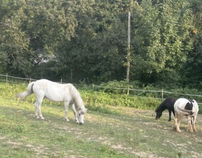 Islandpferd sehr Kinderlieb, Oberaigner , Pferd kaufen, Weiten, Abbildung 5