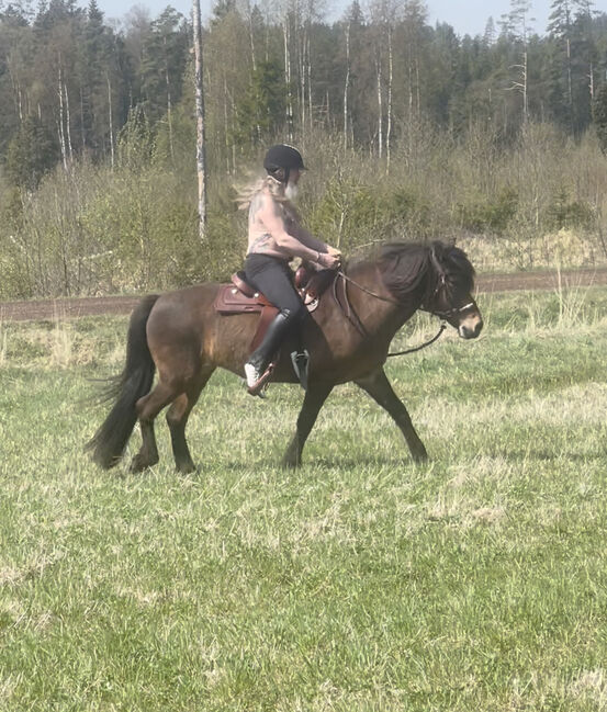 Islandpferd Stute Reitpferd, Fleur, Pferd kaufen, Heiligenkreuz im Lafnitztal, Abbildung 3