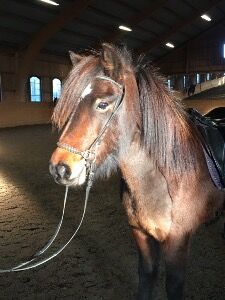 Islandpferd Stute Reitpferd, Fleur, Pferd kaufen, Heiligenkreuz im Lafnitztal, Abbildung 4