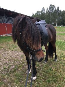 Islandpferd Stute Reitpferd, Fleur, Pferd kaufen, Heiligenkreuz im Lafnitztal, Abbildung 6