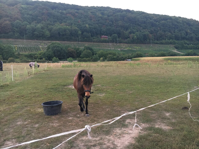 Islandpferd zu verkaufen, MiKa, Horses For Sale, Wien, Image 2