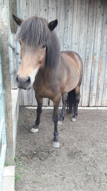 Islandpferd zu verkaufen, MiKa, Horses For Sale, Wien, Image 4