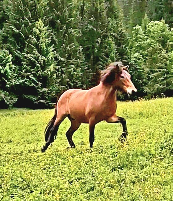 Islandpferd 5 Gänge, Stella, Horses For Sale, Kitzbühel , Image 3