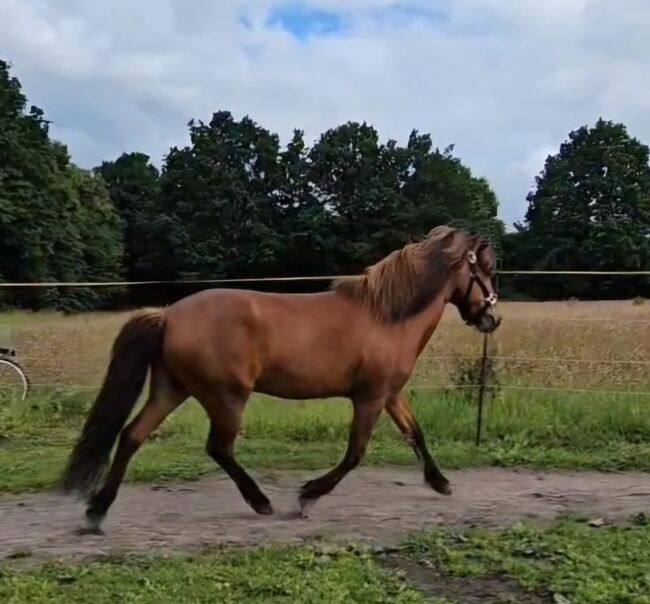 Islandpferd, Privat , Horses For Sale, Kellinghusen 