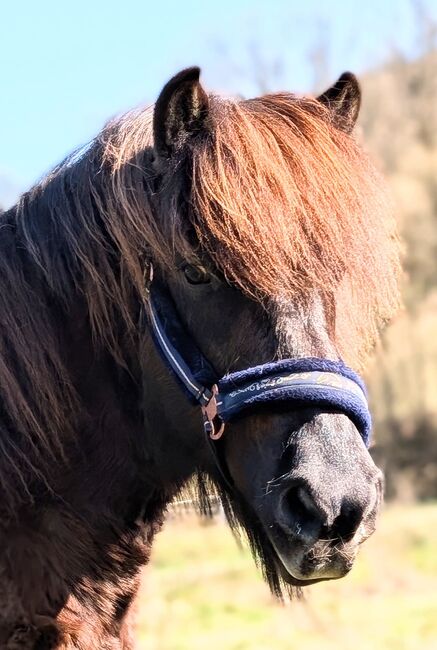 Islandpferd, Tanja Hoffmann , Horses For Sale, Netphen