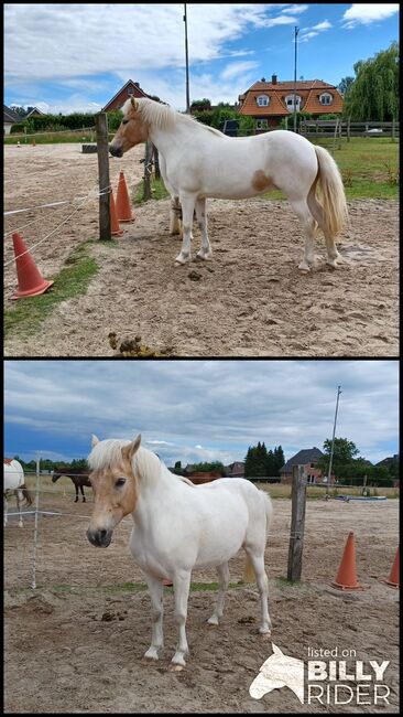 Islandpferd, Elke Schuhmann , Horses For Sale, Winsen Luhe, Image 3