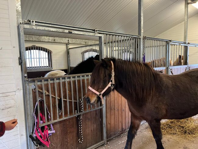 Islandpferd Stute Reitpferd, Fleur, Horses For Sale, Heiligenkreuz im Lafnitztal, Image 2