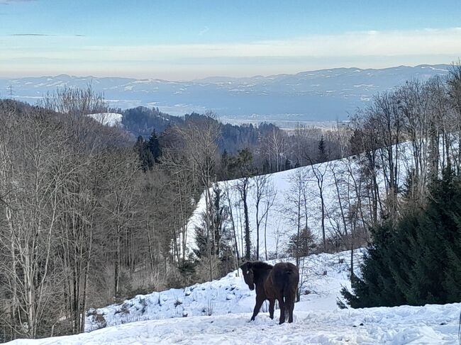 Islandstute gesucht verschwunden in Petersbaumgarten NÖ!!!, Michaela Ainhirn, Horses For Sale, Bad Aussee, Image 5