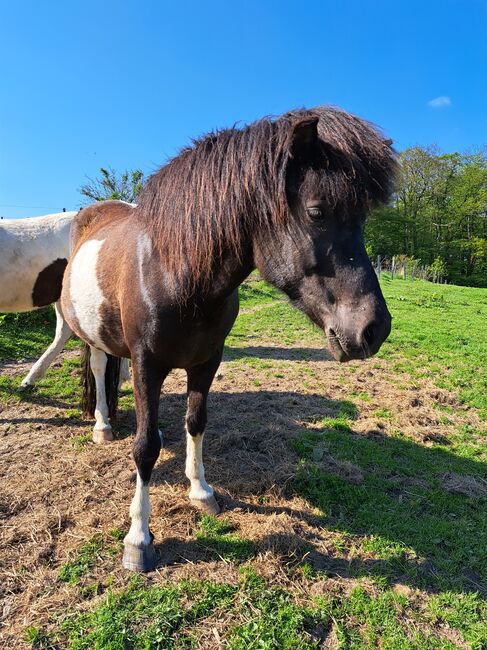 Isländer Stute mit oder ohne Fohlen, Silvia Köpke , Horses For Sale, Hemer , Image 2