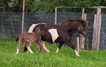 Isländer Stute mit oder ohne Fohlen, Silvia Köpke , Horses For Sale, Hemer 