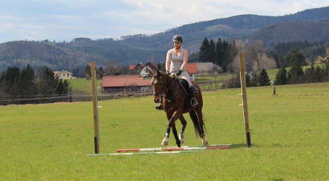 Italienisches Warmblut, Isabella, Horses For Sale, Gleisdorf, Image 7