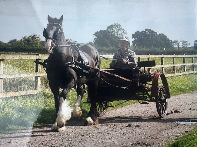 Italian Cart 2 wheels, Italian, Ellie, Kutschen, Derby