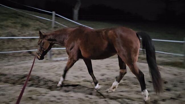 Italienisches Warmblut, Isabella, Horses For Sale, Gleisdorf, Image 5