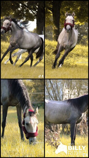 Cruzado Jährling, Shirin Sahin, Horses For Sale, Altenstadt , Image 6