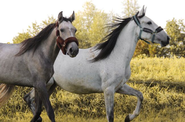 Cruzado Jährling, Shirin Sahin, Horses For Sale, Altenstadt , Image 5