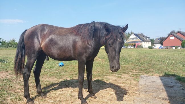 Cruzado Jährling, Bianca, Horses For Sale, Bundenbach, Image 4