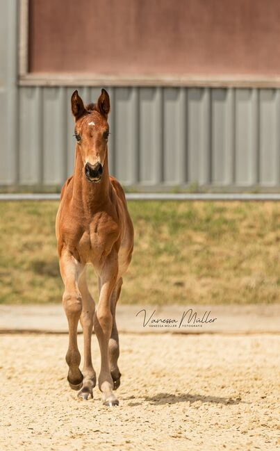 Jährling Stute Bonds x Finest aus Prämienstute, Daniela, Horses For Sale, Oebisfelde, Image 3