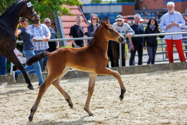 Jährling Stute Bonds x Finest aus Prämienstute, Daniela, Horses For Sale, Oebisfelde