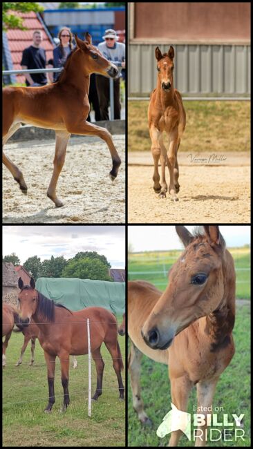 Jährling Stute Bonds x Finest aus Prämienstute, Daniela, Horses For Sale, Oebisfelde, Image 6