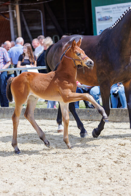 Jährling Stute Bonds x Finest aus Prämienstute, Daniela, Horses For Sale, Oebisfelde, Image 5