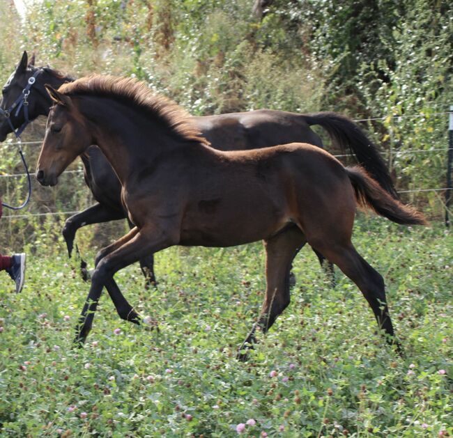 Jährlings Stute von By your side x Bretton Woods, LisaMarie, Horses For Sale, Stendal, Image 5