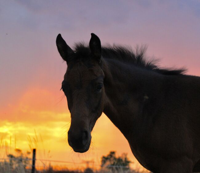 Jährlings Stute von By your side x Bretton Woods, LisaMarie, Horses For Sale, Stendal, Image 7