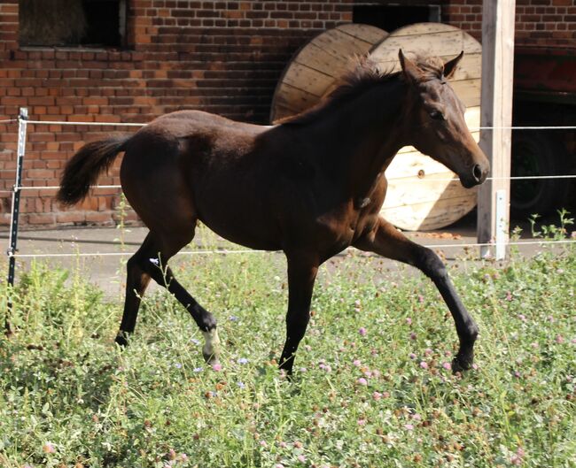 Jährlings Stute von By your side x Bretton Woods, LisaMarie, Horses For Sale, Stendal, Image 9