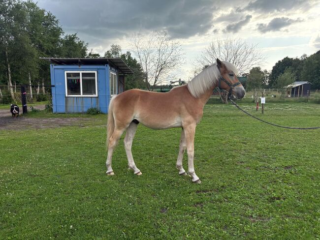 Edelbluthaflinger Wallach Jährling, Stefanie Heyen, Horses For Sale, Surwold
