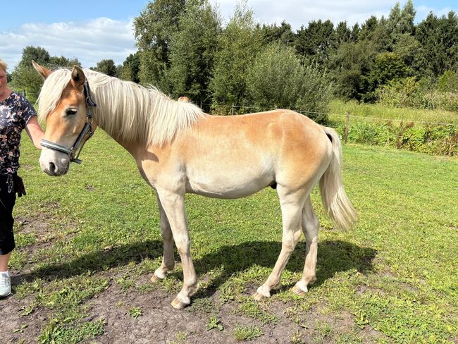 Edelbluthaflinger Wallach Jährling, Stefanie Heyen, Horses For Sale, Surwold, Image 3