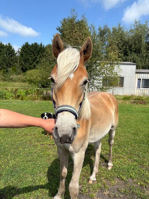 Edelbluthaflinger Wallach Jährling, Stefanie Heyen, Horses For Sale, Surwold