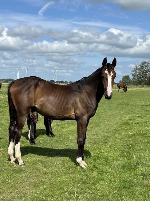 Jährling von Fidano, Nane , Horses For Sale, Neuenkirchen, Image 3