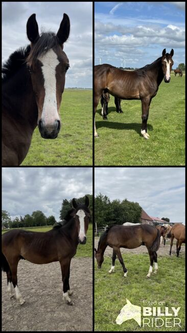 Jährling von Fidano, Nane , Horses For Sale, Neuenkirchen, Image 5