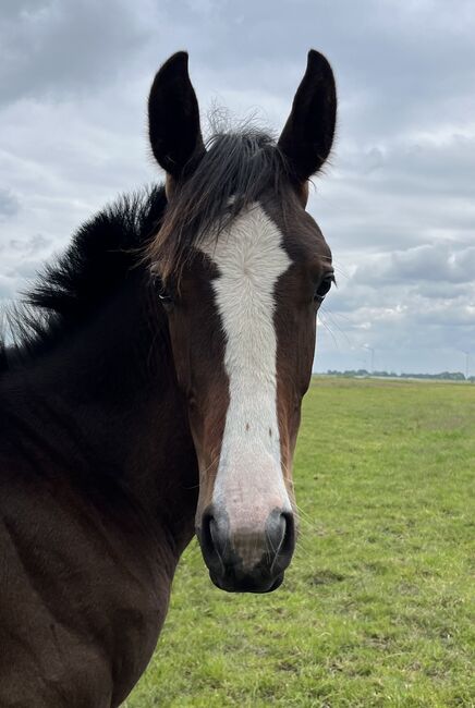 Jährling von Fidano, Nane , Horses For Sale, Neuenkirchen