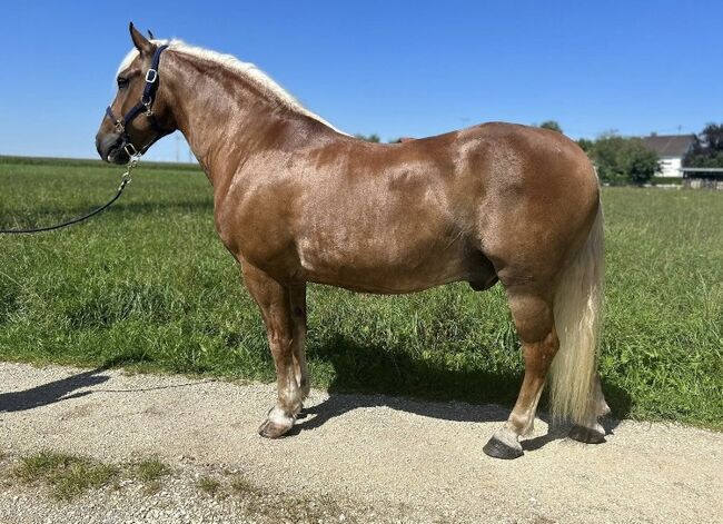 Herzbube auf der Suche nach einem neuen Zuhause, Sport- und Freizeitpferde Fuchs, Horses For Sale, Ellgau, Image 3