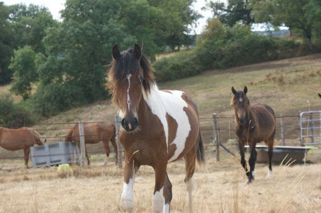 Jährling mit Vielversprechendem Potential, lemaponies, Horses For Sale, Rolle, Image 2