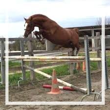 Jährling mit Vielversprechendem Potential, lemaponies, Horses For Sale, Rolle, Image 2