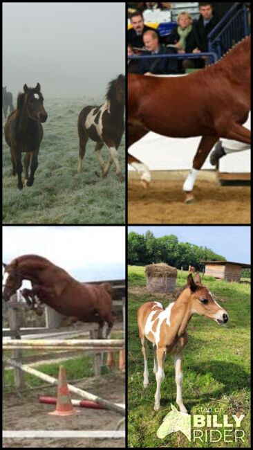 Jährling mit Vielversprechendem Potential, lemaponies, Konie na sprzedaż, Rolle, Image 7
