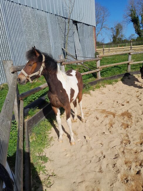 Jährling mit Vielversprechendem Potential, lemaponies, Konie na sprzedaż, Rolle, Image 5