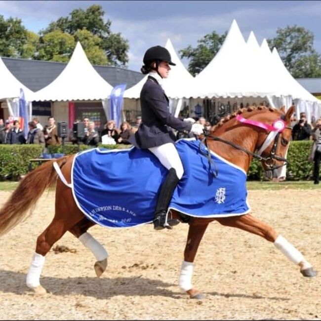 Jährling mit Vielversprechendem Potential, lemaponies, Konie na sprzedaż, Rolle, Image 4