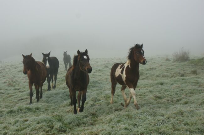 Jährling mit Vielversprechendem Potential, lemaponies, Pferd kaufen, Rolle