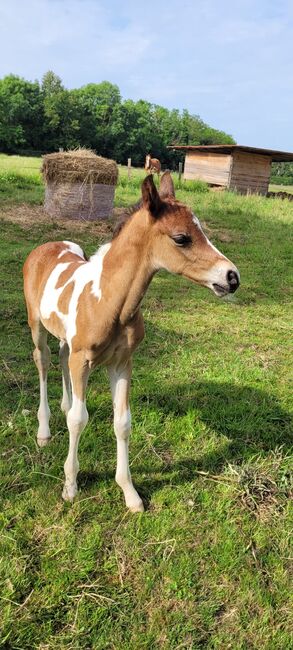 Jährling mit Vielversprechendem Potential, lemaponies, Pferd kaufen, Rolle, Abbildung 6