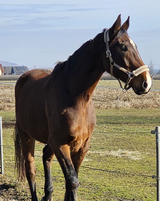 Riesenbaby sucht Bestplatz!, Laura, Horses For Sale, Straden, Image 4