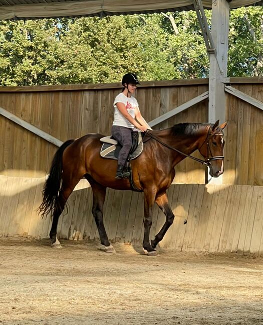 Riesenbaby sucht Bestplatz!, Laura, Horses For Sale, Straden, Image 6