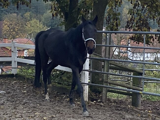 Ich werde bestimmt viel Freude bereiten, Yvonne Lückert , Horses For Sale, Bebra, Image 4