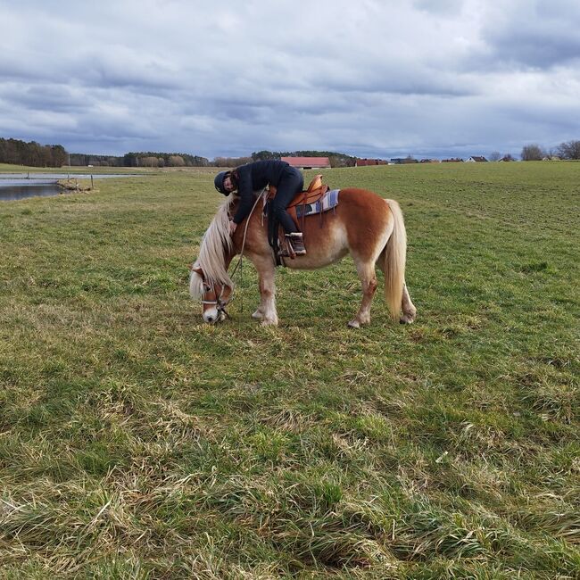 Ich suche ein Pferd welches ich im Oktober kaufen könnte, Johanna Klement, Horses For Sale, Adelsdorf , Image 2