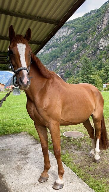 vendo castrone hannover, Matilda , Horses For Sale, Biasca