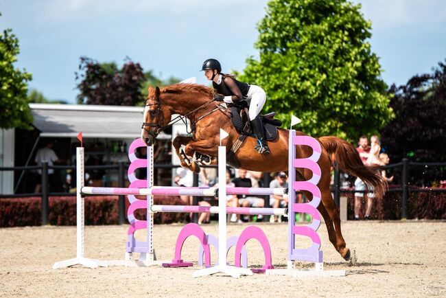 Sprzedam super klacz profesor, Geneza M, Horses For Sale, Skoczow , Image 3