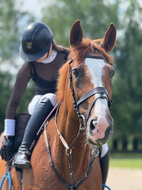 Sprzedam super klacz profesor, Geneza M, Horses For Sale, Skoczow , Image 7