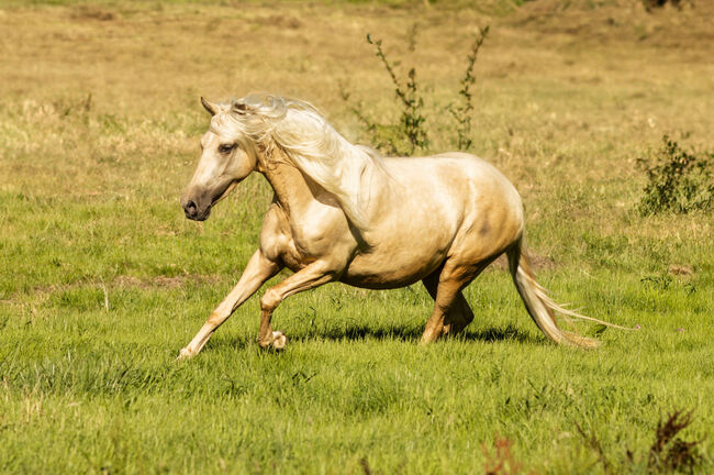 Jarana CII - PRE Pura Raza Espanola, Stute, 4 Jahre, Palomino, WOW Pferd  (WOW Pferd), Horses For Sale, Bayern - Attenkirchen, Image 3