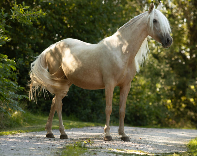 Jarana CII - PRE Pura Raza Espanola, Stute, 4 Jahre, Palomino, WOW Pferd  (WOW Pferd), Horses For Sale, Bayern - Attenkirchen, Image 2